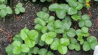 Back Into the Garden After the Rain