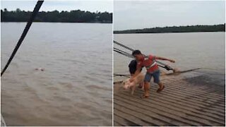 Maialino salvato dalle acque di un fiume vietnamita