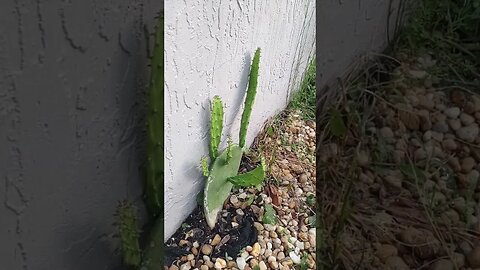 prickly pear cactus and pineapple guava