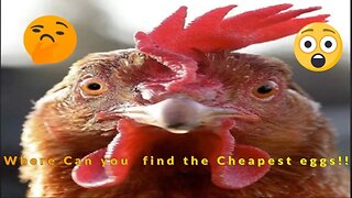 Where can I find the cheapest Eggs
