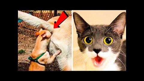 Cats are unstoppable! Compilation of funny videos with cats for a good mood!