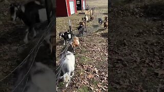 Sooo helpful #shorts #homesteading #goats