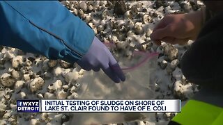 Tests show E. coli in the sludge on Lake St. Clair
