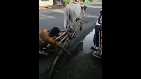 Drunk Man Taken Home by a Cow