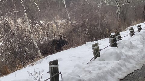 Moose in the swamp.