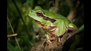 Cet grenouille trouve l'endroit idéal pour passer l'été