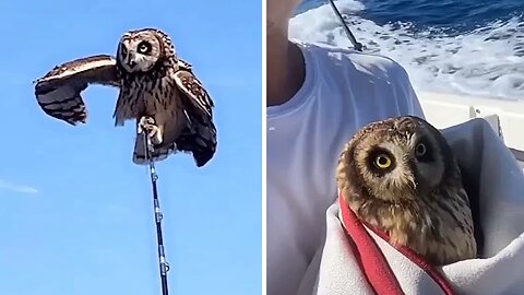Owl Lost At Sea Rescued By Boat
