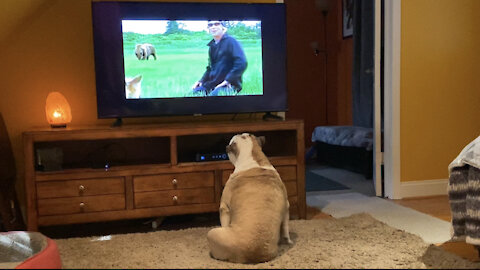 These Bulldogs are fascinated by this documentary