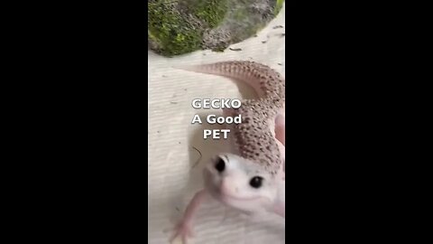 Why Geckos Are a Surprisingly Good Choice for a Pet