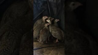 Pearl grey guinea fowl keets 4 weeks old