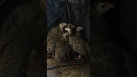 Pearl grey guinea fowl keets 4 weeks old