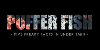 PUFFER FISH / UNDERWATER CLICKS