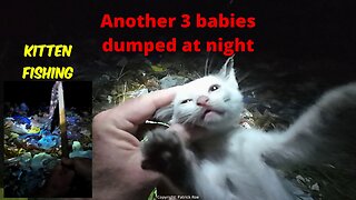 3 Tiny kittens rescued from a dump at night, adoptions, an adult cat left to die from scabies.