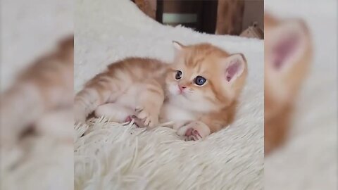 Compilation of Cute Animals That Will Melt Your Heart