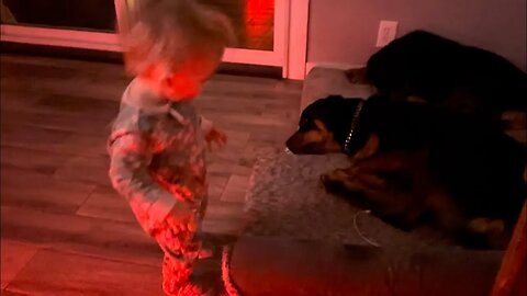 Baby Wakes Up Sleeping Rottweiler..