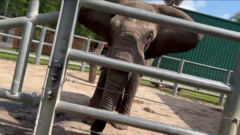 ZooTampa goes on a global conservation mission to protect elephants, penguins