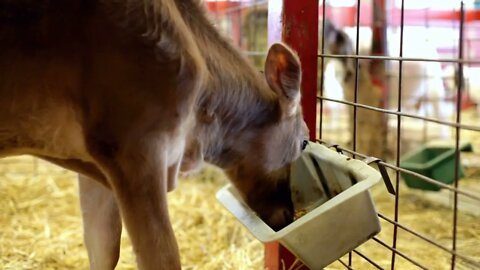 Caged calf eating food from dish