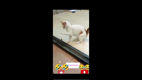 Cats fight 🐱🐱😅cats funny videos🤣🤣 animals videos