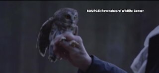 Rockefeller Plaza Christmas owl returns to the wild