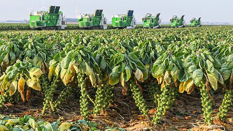 How Million Tons of Tiny Cabbage Farming and Harvesting - Brussel Sprout Cultivation Technique