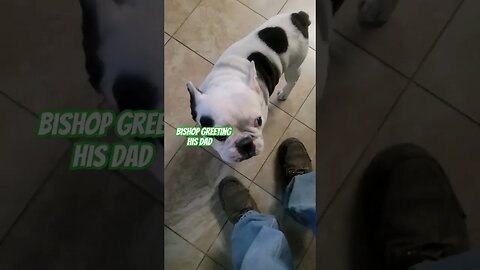 Bishop the frenchie greets his dad