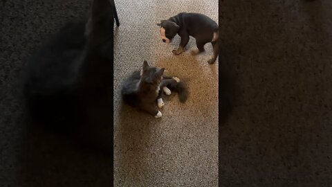 Bulldogge Puppy Plays With Maine Coon Kitten #cat #bulldog #mainecoon