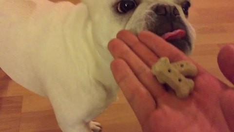 French Bulldog reluctanlty trades toys for treats