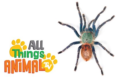 * SPIDER * | Animals For Kids To Watch & Learn