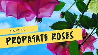 How to Grow Roses from Cuttings