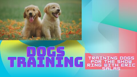 Training Dogs for the show ring with Eric Salas ! Dogs Training !Trained Your Dogs