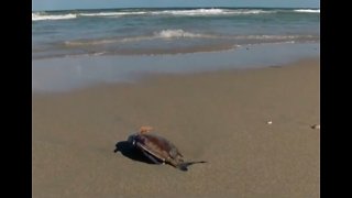 More dead fish washing ashore