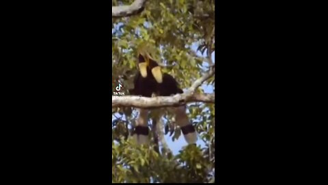 El cortejo de los Cálao Bicorne es un espectáculo único en la naturaleza. La hembra se “empareda”