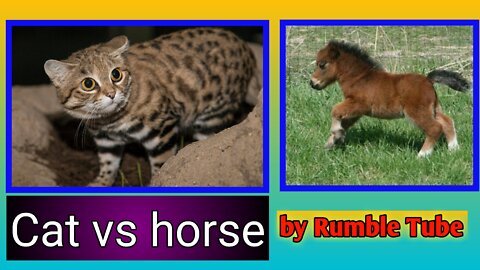 Cat vs baby horse | amazing video | #pets #Entertainment #horse #trending #viral