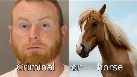 Repeat Criminal or Horse?