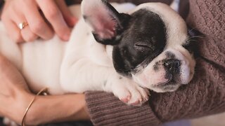 Almost half of pet owners would consider getting a tattoo of their pet: poll