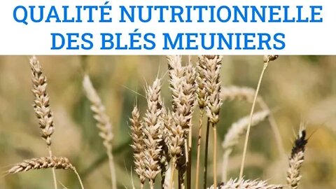 Qualités nutritionnelles des blés en système agroécologique, par Alain Peeters