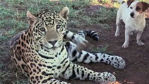 Unlikely Friendship Between Jaguar and Dog! Do Everything Together! Strong Bond!
