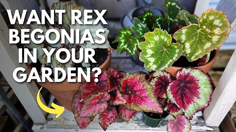 Container Gardeners - Create a Shade Container with Rex Begonias 😊🌿