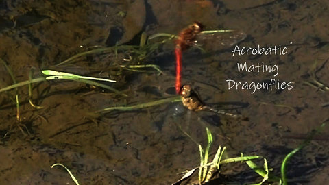 Mating Dragonflies in a rough-and-tumble affair.