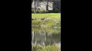 Great Blue Heron Enjoys Fresh Sushi #4K #DolbyVisionHDR