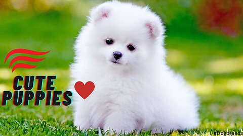 Cute puppies funny videos Compilation | Cute moments of the puppies 2023 #pets #cute #puppy