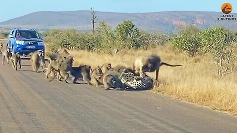 Baboons fighting Leopard