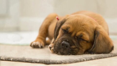 🐶 COMO ACALMAR SEU PET ELE TAMBÉM TEM STRESS E ANSIEDADE ♥️♥️