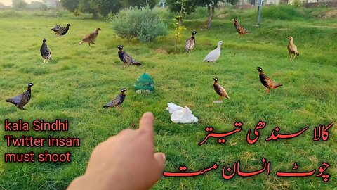 kala sindhi twitter insan must shoot : 🦃👌