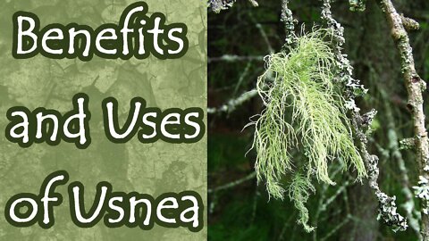 Benefits and Uses of Usnea