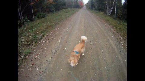 October 7th, 60º short walk with Flynn before breakfast at snowmobile club