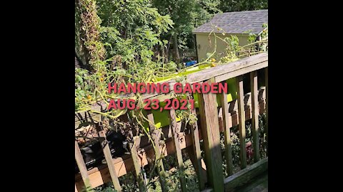 Hanging GARDEN AUG. 23,2021