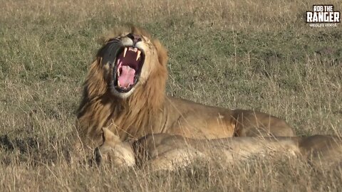 Two Bila-shaka Lions With Topi Pride Lionesses | Maasai Mara | Zebra Plains