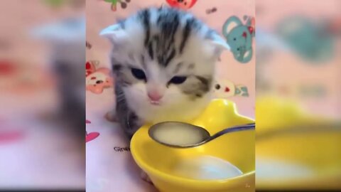 Baby Cats Very Cute and Funny