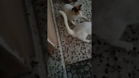 Funny Cat Fighting with other Cat for no Reason 😂